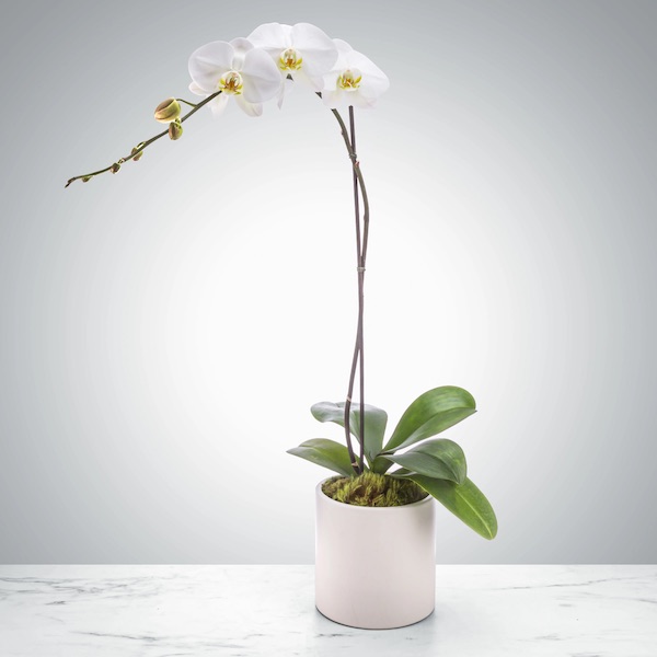 Orchid Plant, 30 inches